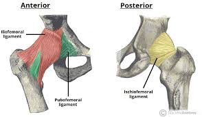 • the sciatic nerve passes just inferior to the piriformis therefore a tight piriformis muscle my contribute to compression on the sciatic nerve. The Hip Joint Articulations Movements Teachmeanatomy