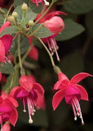 Pin On Passion For Fuchsia