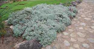 Image result for Helichrysum lastii