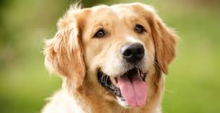 We did not find results for: Golden Retriever Ranked Most Popular Dog Breed In Canada News