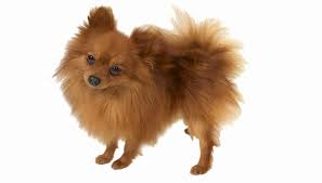 Pomeranian Coat Types Animals Mom Me