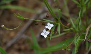 Image result for Oldenlandia