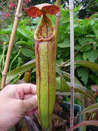 Meet The Bokors Page 2 Nepenthes Pitcher Plant Carnivorous Plants Plants