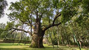 Dane gps lokalizacji dębu bartek : V6wcdoon8rnqnm