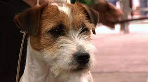 Called the parson russell terrier by the american kennel club, the dogs can have smooth, rough, or broken coats. Jack Russell Terrier Best Dog National Terrier 2016 Youtube