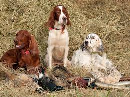 Check spelling or type a new query. Englishsetter Irishsetter Gordonsetter Wild Und Hund
