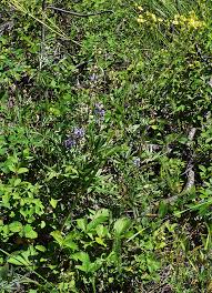 Image result for Drypetes arguta