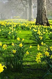 Pin By Rose Griffiths On Springtime Splendour Spring Flowers Daffodils Daffodils Planting