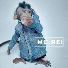 Udah masuk musim hujan, tiap hari ujan terus, dibutuhkan jas hujan yg cepat kering, nga mudah sobek/bocor/rembes ( diharapkan jangan sobek diselangkangan, bikin malu klo pas buka jas hujannya), kuat/tahan lama klo bisa sampe musim hujan tahun depan. Baju Monpai Beruk Monyet Ekor Panjang Shopee Indonesia