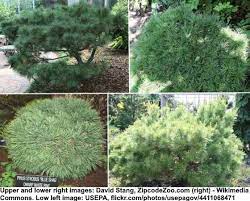 Juniperus communis 'repanda' with dark green foliage. 40 Small Or Dwarf Evergreen Shrubs With Pictures And Names