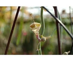 Image result for Ceropegia haygarthii