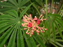 Image result for Jatropha multifida