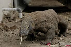 Biawak hidup di daerah sekitar perairan dengan memakan ayam, burung, ikan, kepiting, dan telur. Klhk Populasi Komodo Meningkat Jumlahnya Capai 3 022 Individu Antara News