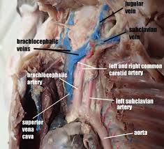 Your heart does a lot of work to keep the body going. Anatomy Physiology