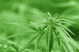 Cannabidiol (cbd) is a phytocannabinoid discovered in 1940. Cbd Oil For Adhd What The Research Shows