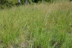 Image result for Sporobolus stapfianus