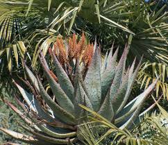 Image result for Cyphostemma stenolobum