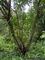 Image result for Anthocleista