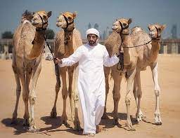 How much does a boat cost? Identity 2016 Camel Racing A Market Worth Millions Bbc News