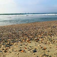 Myrtle Beach Is A Beachcomber S Paradise Get Searching For Sea Shells Today Visit Myrtle Beach Myrtle Beach Vacation Myrtle Beach