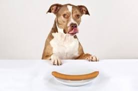 Who can resist those big brown eyes and cute doggie grin? Is It Healthy For Your Dog To Eat A Hot Dog Animal Fair