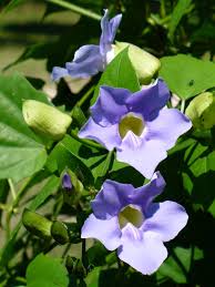 Image result for Thunbergia grandiflora