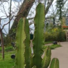 Cycas revoluta 'sago palm' | sago palm care. Euphorbe Une Plante Succulente Aux Airs De Cactus