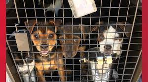 Maybe you would like to learn more about one of these? Local No Kill Shelter Transports 273 Animals Out Of The Coastal Bend In Less Than One Month Kiiitv Com
