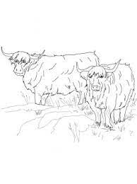 200+ vectors, stock photos & psd files. Scottish Highland Cattle Coloring Page Super Coloring Scottish Animals Highland Cattle Animal Coloring Pages