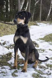 Image result for sedmihradský honič