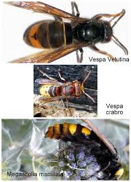 Image result for Crabbea velutina