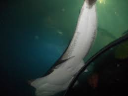 All you need is a list of options on topics such as where to stay, what. Air Keruh Ikan Hanya Terlihat Jelas Jika Dekat Kaca Picture Of Sea World Jakarta Tripadvisor