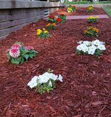 How to plant flowers in mulch bed. Magellan Zinnia White Petunia Marigolds Flower Bed Red Mulch Garden Mulch Mulch Landscaping Rock Garden Landscaping
