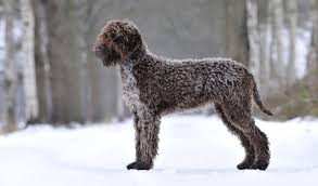 Maybe you would like to learn more about one of these? Lagotto Romagnolo Breed Information