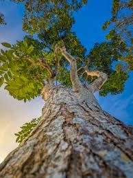 Image result for Swietenia