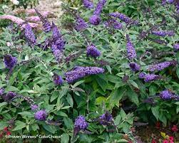 Buddleia Pugster Blue Bluestone Perennials Butterfly Bush Purple Shrubs Perennials
