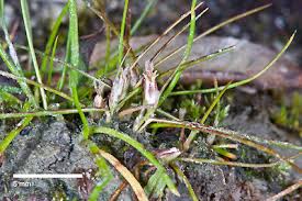Image result for Isolepis sp.no.1