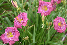 Maybe you would like to learn more about one of these? Hemingway Nursery Featuring Roycroft Daylilies