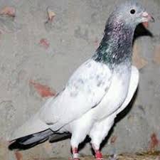 How To Train A Homing Pigeon Homing Pigeons Pigeon Pigeon Bird