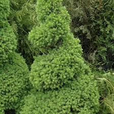 As one of the most recognizable shrub/tree types in north american landscaping, you'll often see them used in pairs to flank the entryway to a they are sometimes trimmed into topiary forms when grown in containers. Dwarf Alberta Spruce Picea Glauca Conica Spiral In Milwaukee Racine Waukesha Green Bay Oconomowoc Wisconsin Wi At Stein S Garden Home