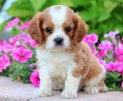 Cavalier King Charles Spaniel Puppies For Sale Puppy Adoption Keystone Puppies King Charles Cavalier Spaniel Puppy Spaniel Puppies For Sale Spaniel Puppies