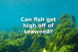 Funny Fish High Seaweed This Or That Questions Stupid People Memes Funny Gifs Fails