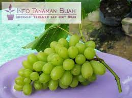 Sabanjure, kurban kanggo ndeleng gambar saka anggur pink anggur. Jual Bibit Anggur Hijau Info Tanaman Buah