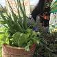 Sustainable Malmsbury November Produce Swap and event image