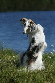 どうしてこんなにボルゾイに惹かれるのか。 dog lovers wild dogs dogs and puppies dogs dog mommy sighthound borzoi creepy animals. 220 Saluki Borzoi Greyhound Afghan Taigan Ideas In 2021 Dogs Saluki Borzoi