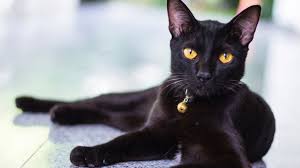 Ruyada Siyah Yada Beyaz Kedi Gormek Neye Isarettir Ruyada Kedi Gormek Ne Anlama Gelir