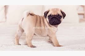 Blue's family surrendered her because they have 3 small children and she was too high strung around the kids. Lovable Pug Puppies Ready For Their New Home For Sale In Sheikhupura Pets Factory