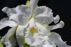 Cattleya warscewiczii alba 'Leo Holguin' FCC/AOS