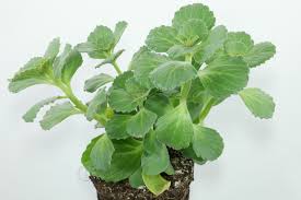 Image result for Coleus caninus