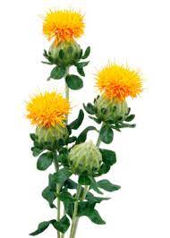 An Ancient Bloom Safflower Grower Direct Fresh Cut Flowers Presents